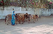 Khajuraho - the village 